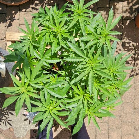 Runtz Gum growlog timeline photo