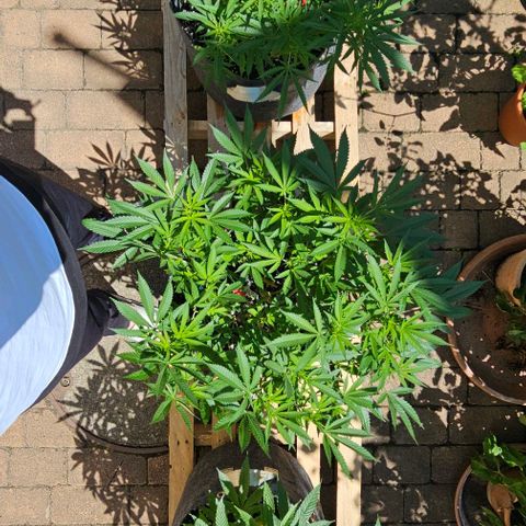 Amnesia Haze growlog timeline photo