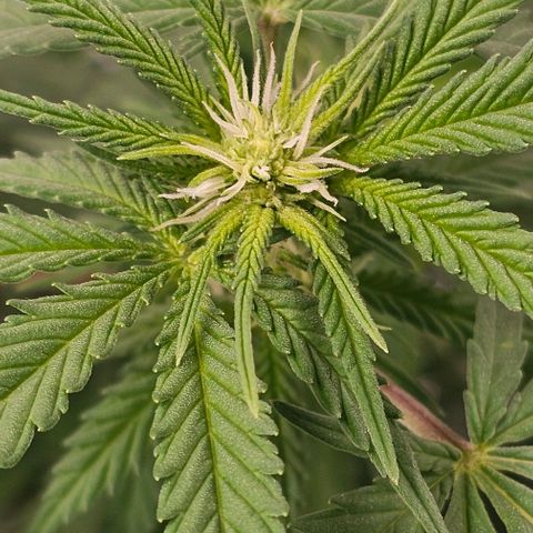 Super Orange Glue growlog timeline photo