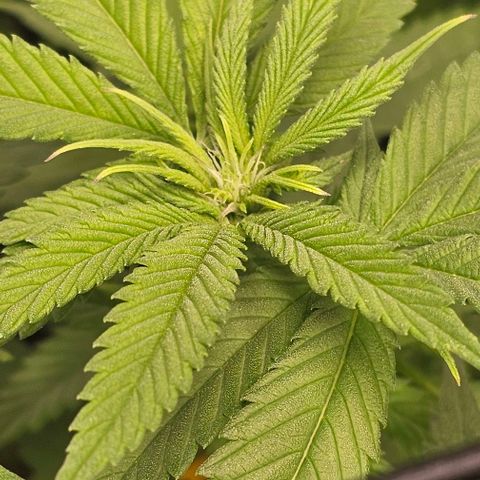 Runtz Gum growlog timeline photo