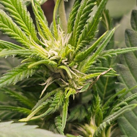 Amnesia Haze growlog timeline photo