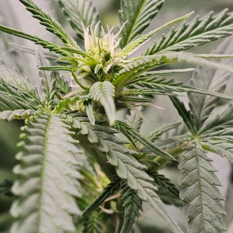 Super Orange Glue growlog timeline photo