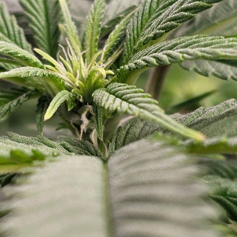 Runtz Gum growlog timeline photo