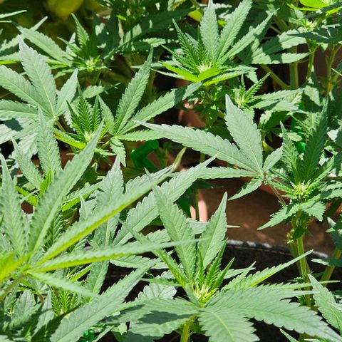 Amnesia Haze growlog timeline photo