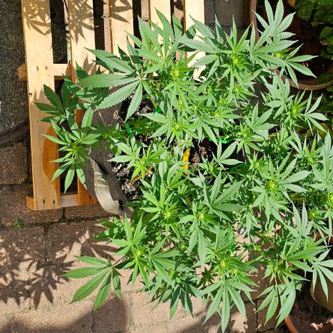 Amnesia Haze growlog timeline photo
