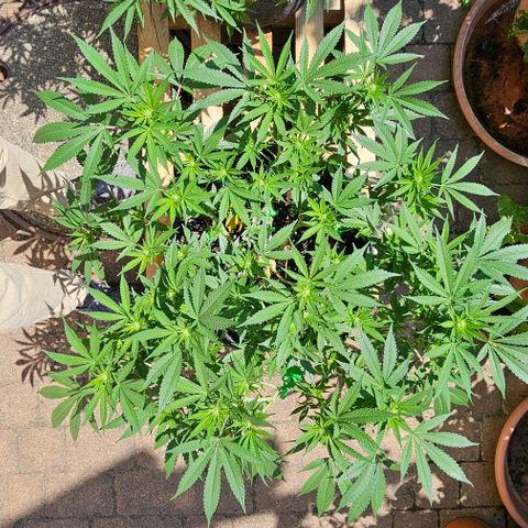 Amnesia Haze growlog timeline photo