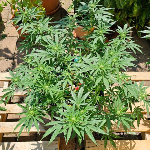 Super Orange Glue growlog timeline photo