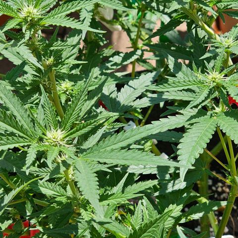 Super Orange Glue growlog timeline photo