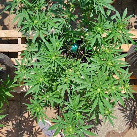 Super Orange Glue growlog timeline photo