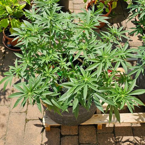 Runtz Gum growlog timeline photo