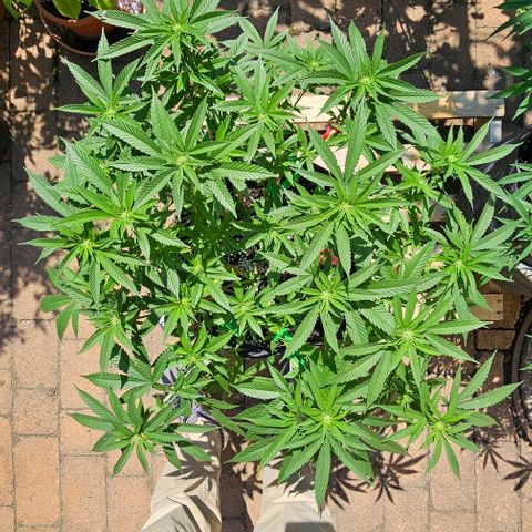 Runtz Gum growlog timeline photo
