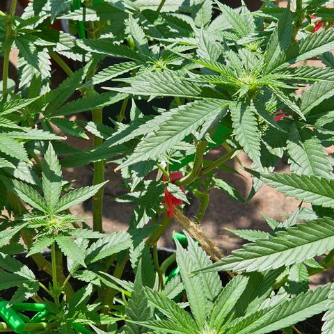 Runtz Gum growlog timeline photo
