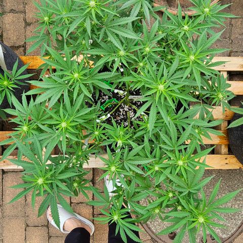 Super Orange Glue growlog timeline photo
