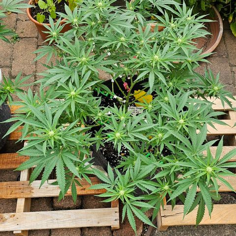 Super Orange Glue growlog timeline photo