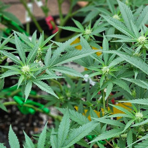 Super Orange Glue growlog timeline photo