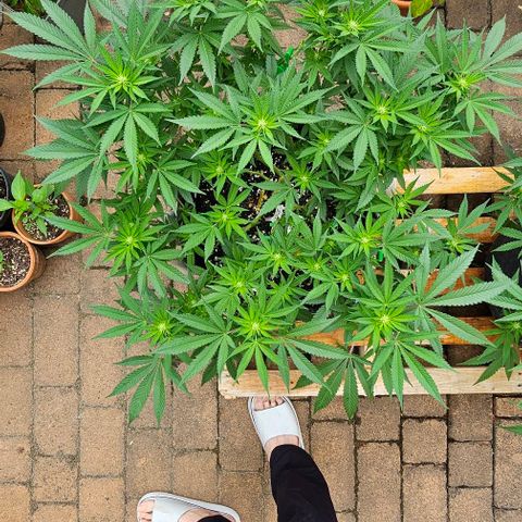 Amnesia Haze growlog timeline photo