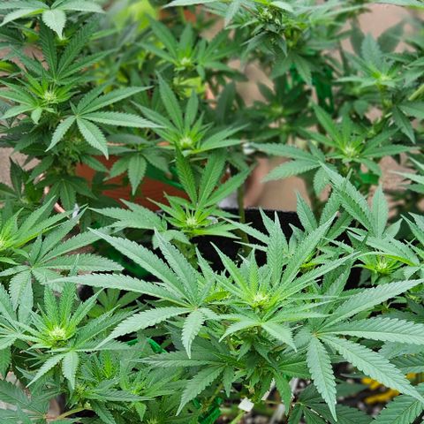 Amnesia Haze growlog timeline photo