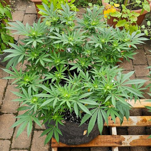 Amnesia Haze growlog timeline photo