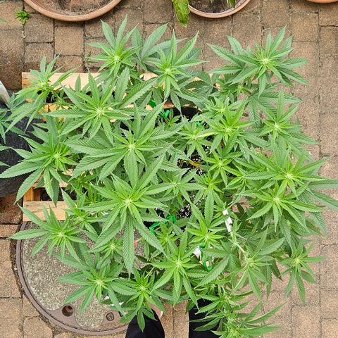 Runtz Gum growlog timeline photo