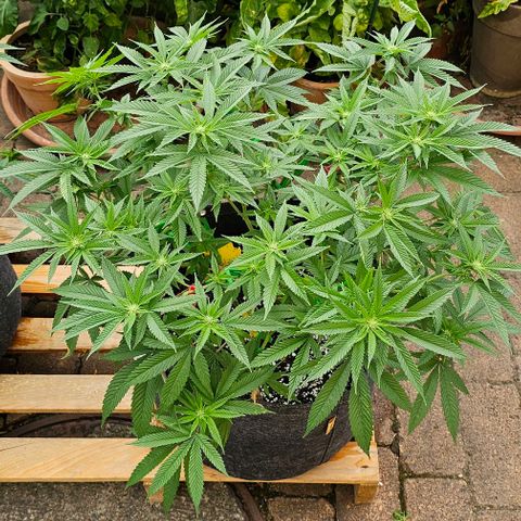 Runtz Gum growlog timeline photo