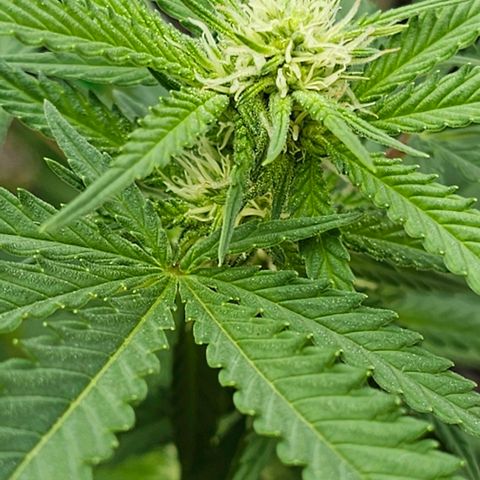 Super Orange Glue growlog timeline photo