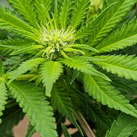 Amnesia Haze growlog timeline photo