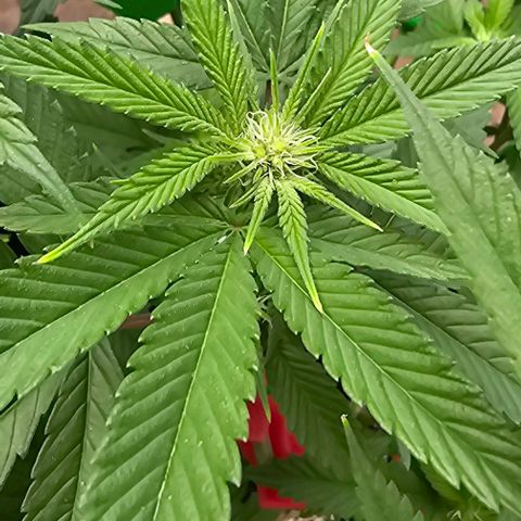 Runtz Gum growlog timeline photo