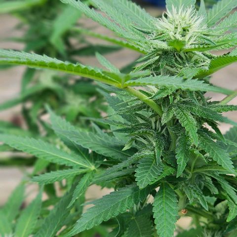 Amnesia Haze growlog timeline photo
