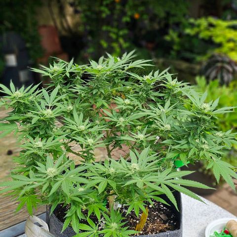 Amnesia Haze growlog timeline photo
