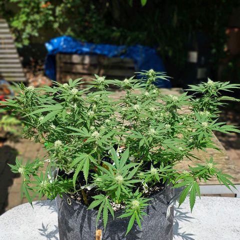 Super Orange Glue growlog timeline photo