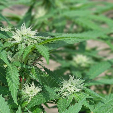 Super Orange Glue growlog timeline photo