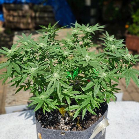 Runtz Gum growlog timeline photo