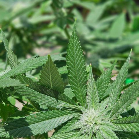 Runtz Gum growlog timeline photo