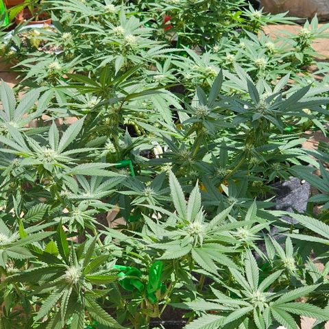 Amnesia Haze growlog timeline photo