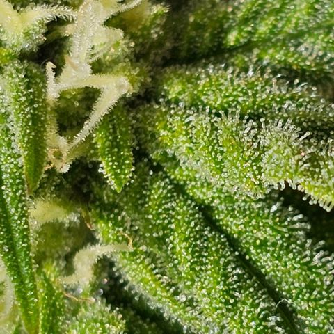 Runtz Gum growlog timeline photo