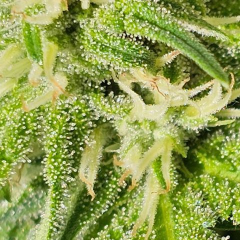 Amnesia Haze growlog timeline photo
