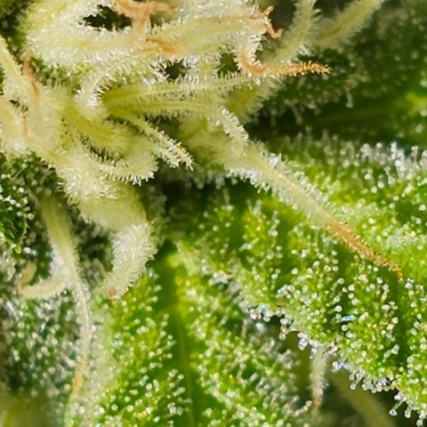 Super Orange Glue growlog timeline photo