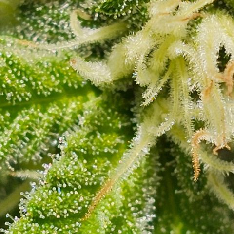 Super Orange Glue growlog timeline photo