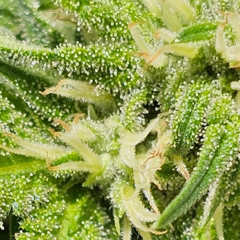 Amnesia Haze growlog timeline photo