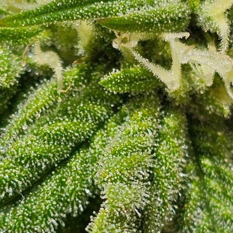 Runtz Gum growlog timeline photo