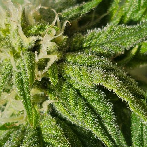 Amnesia Haze growlog timeline photo