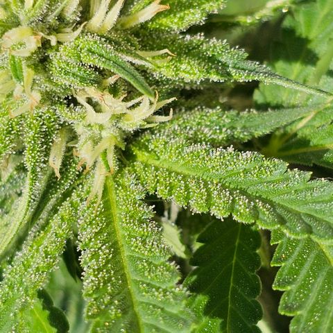 Amnesia Haze growlog timeline photo