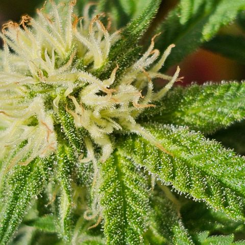 Amnesia Haze growlog timeline photo