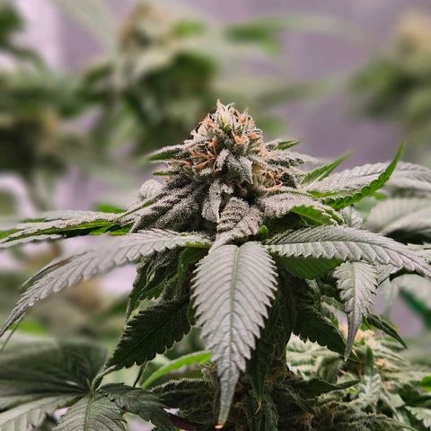 Runtz Gum growlog timeline photo