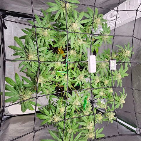 Runtz Gum growlog timeline photo