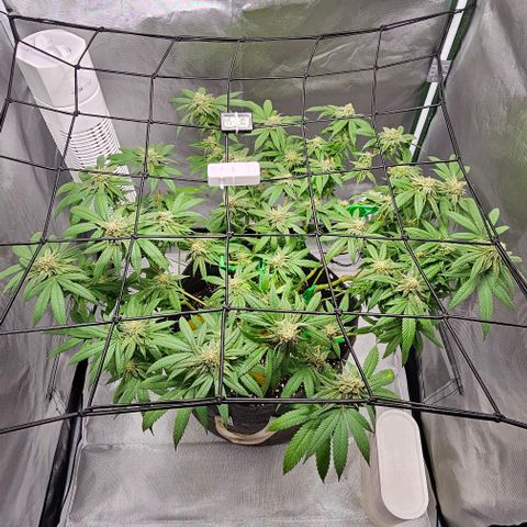 Runtz Gum growlog timeline photo