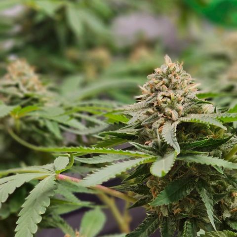 Amnesia Haze growlog timeline photo