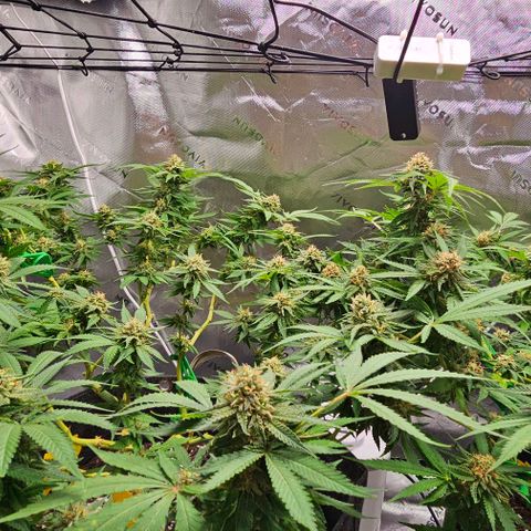 Amnesia Haze growlog timeline photo