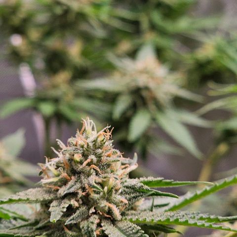 Amnesia Haze growlog timeline photo