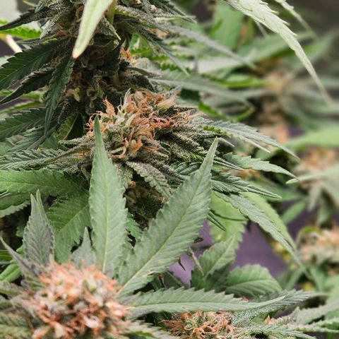 Super Orange Glue growlog timeline photo
